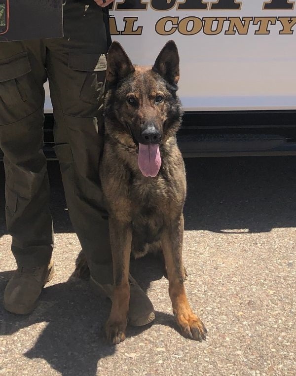 K-9 Maverick "Udo" Barron Harris