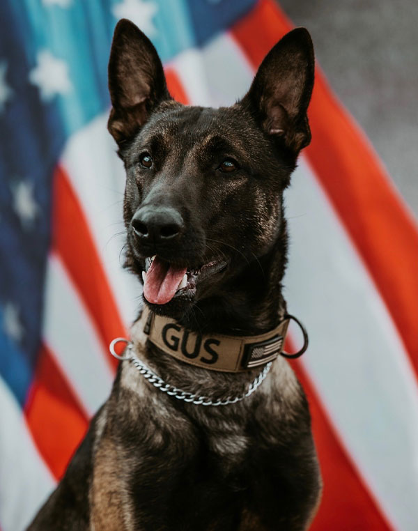 K-9 Gus