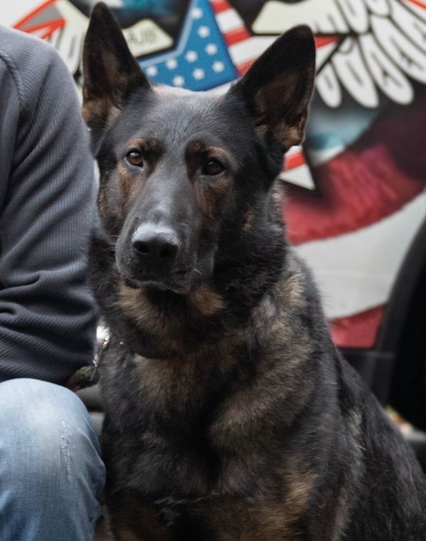 K-9 Nigel