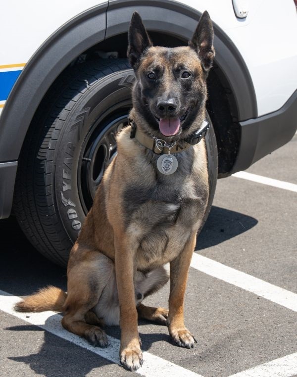 K-9 Pako
