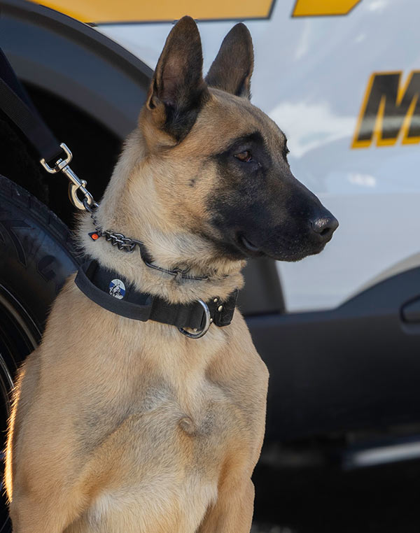 K-9 Cyrus
