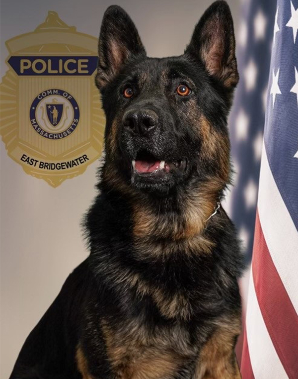K-9 Thor