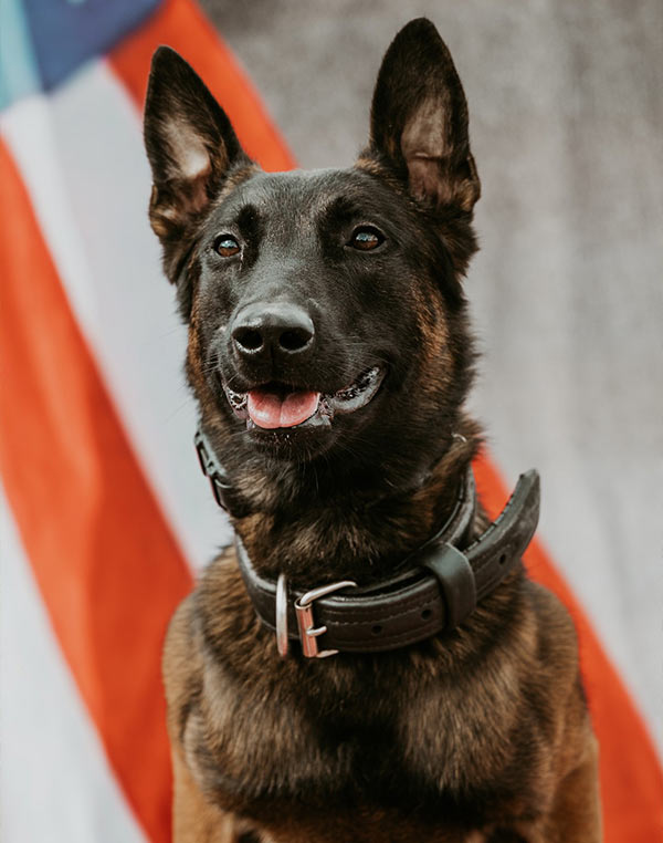 K-9 Scorso