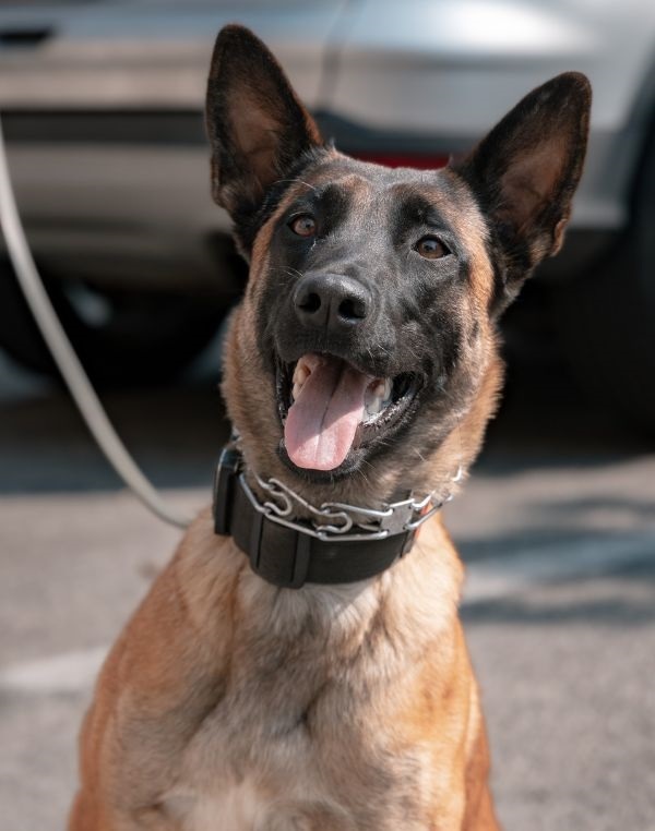 K-9 Bella